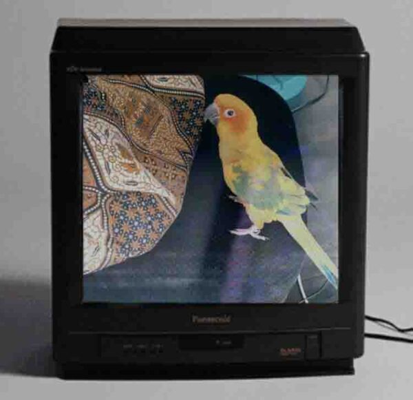 深白趣事紀錄|辦公室萌寵